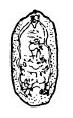 Adult