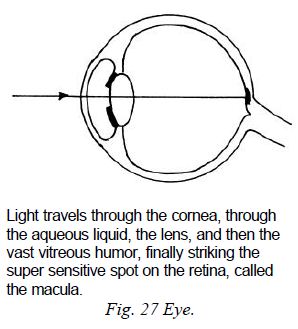 Eye