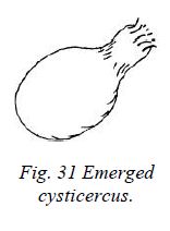 Emerged cysticercus