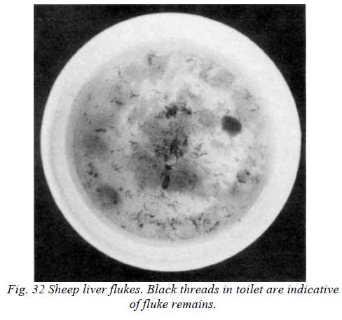 Sheep liver flukes (Universal Allergies)