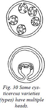 cysticercus varieties